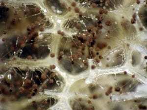 发霉的床垫泡棉