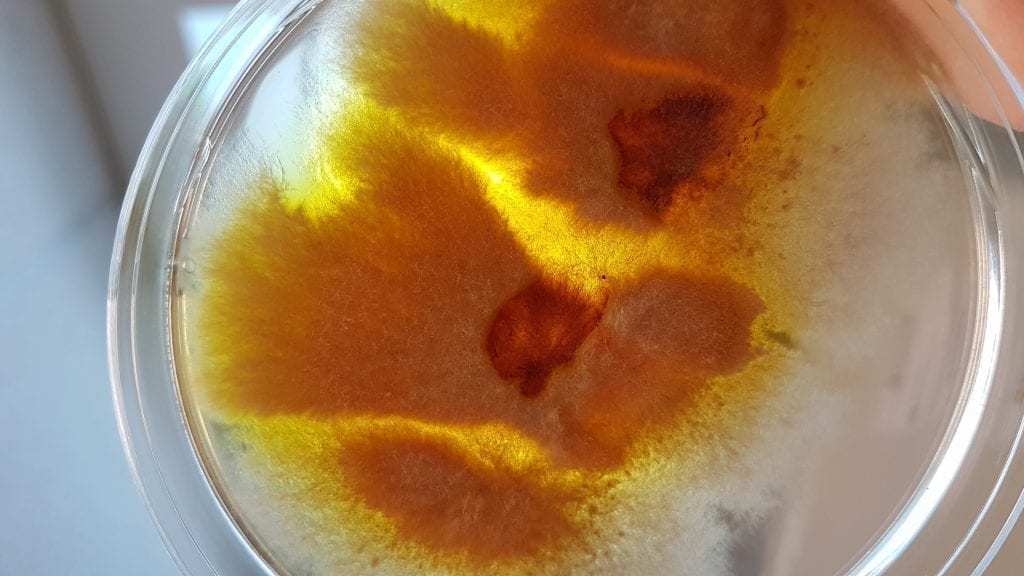 从乙烯基中分离出的霉菌