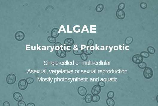 许多藻类被认为是微生物