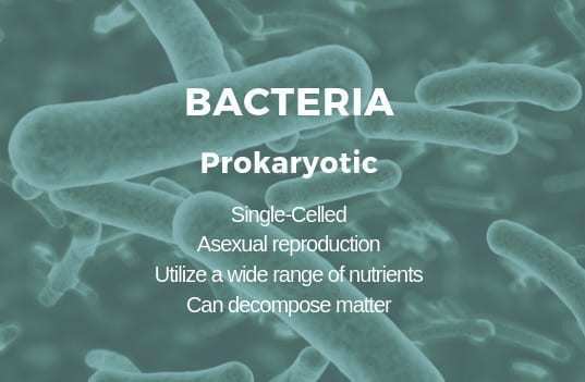 细菌被认为是微生物