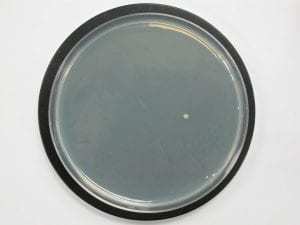 涂有抗菌涂料的表面可抵抗细菌生长