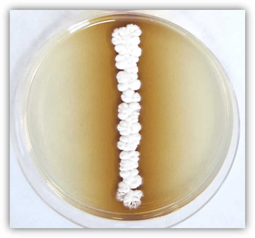 轮枝链霉菌属网