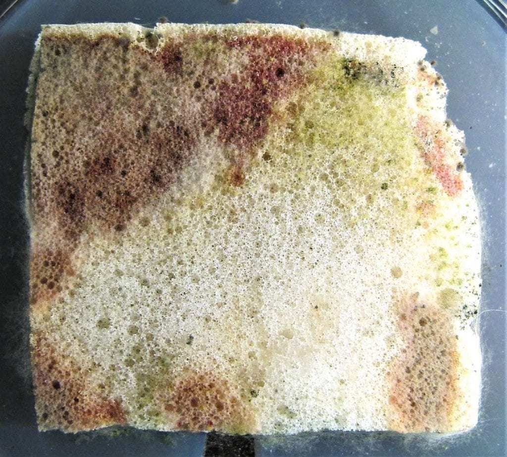 床垫泡棉中的霉菌