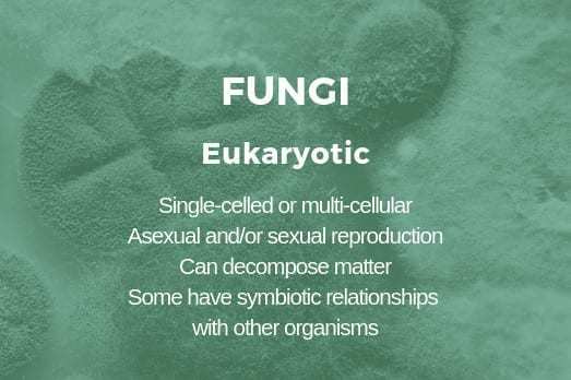 真菌被认为是微生物