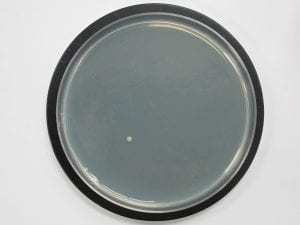 Antibacterial polyurethane foam