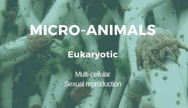 微型动物是肉眼看不到的生物