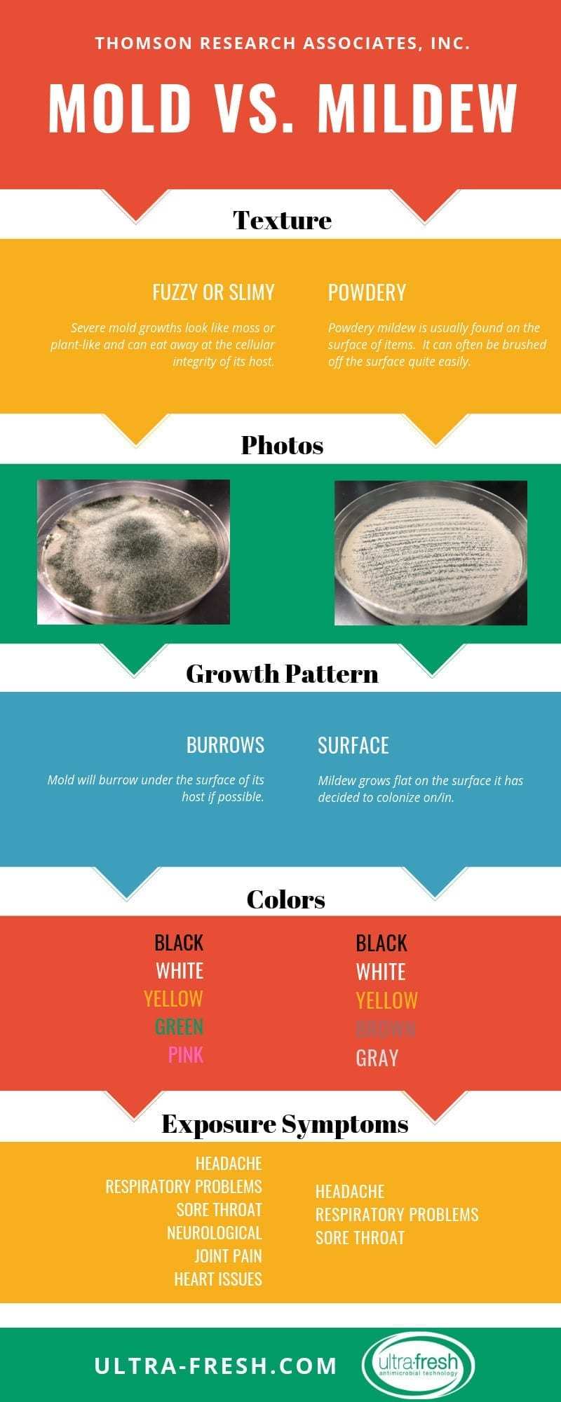 霉菌 (Mold) 与霉菌 (Mildew)