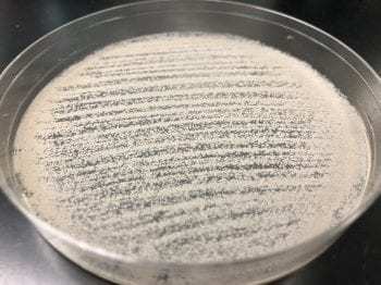 霉菌 (Mildew) 呈粉末状