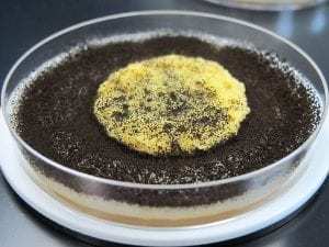 未经处理的带霉菌厨房海绵