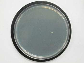 抗菌海绵中发现的细菌