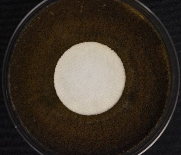 Ultra Fresh treated fabric tested using the AATCC Method 30