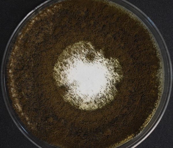 Untreated fabric tested using the AATCC Method 30