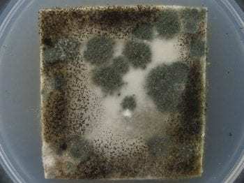 未经处理的气垫材料